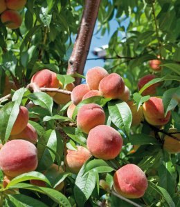 Reife Pfirsiche &copy; M. Schuppich-fotolia.com