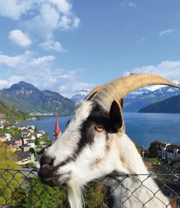 Ziegenbock in Weggis am Vierwaldstättersee © Ilhan Balta-fotolia.com