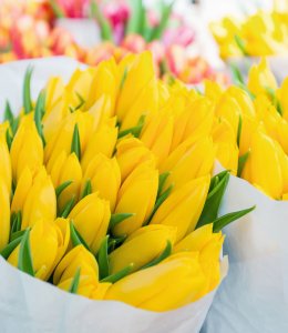 Tulpenverkauf &copy; mitarart - stock.adobe.com
