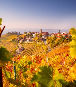 Weinberge in Treiso im Herbst &copy; Pixelshop - stock.adobe.com